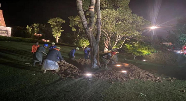 市古鎮(zhèn)投資公司應(yīng)急搶修景觀樹(shù)