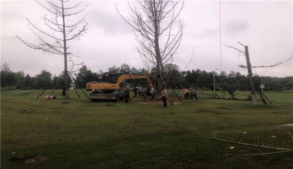 市古鎮(zhèn)投資公司應(yīng)急搶修景觀樹(shù)