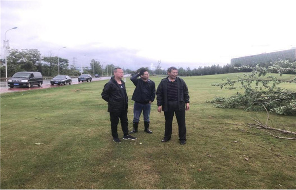 市古鎮(zhèn)投資公司應(yīng)急搶修景觀樹(shù)